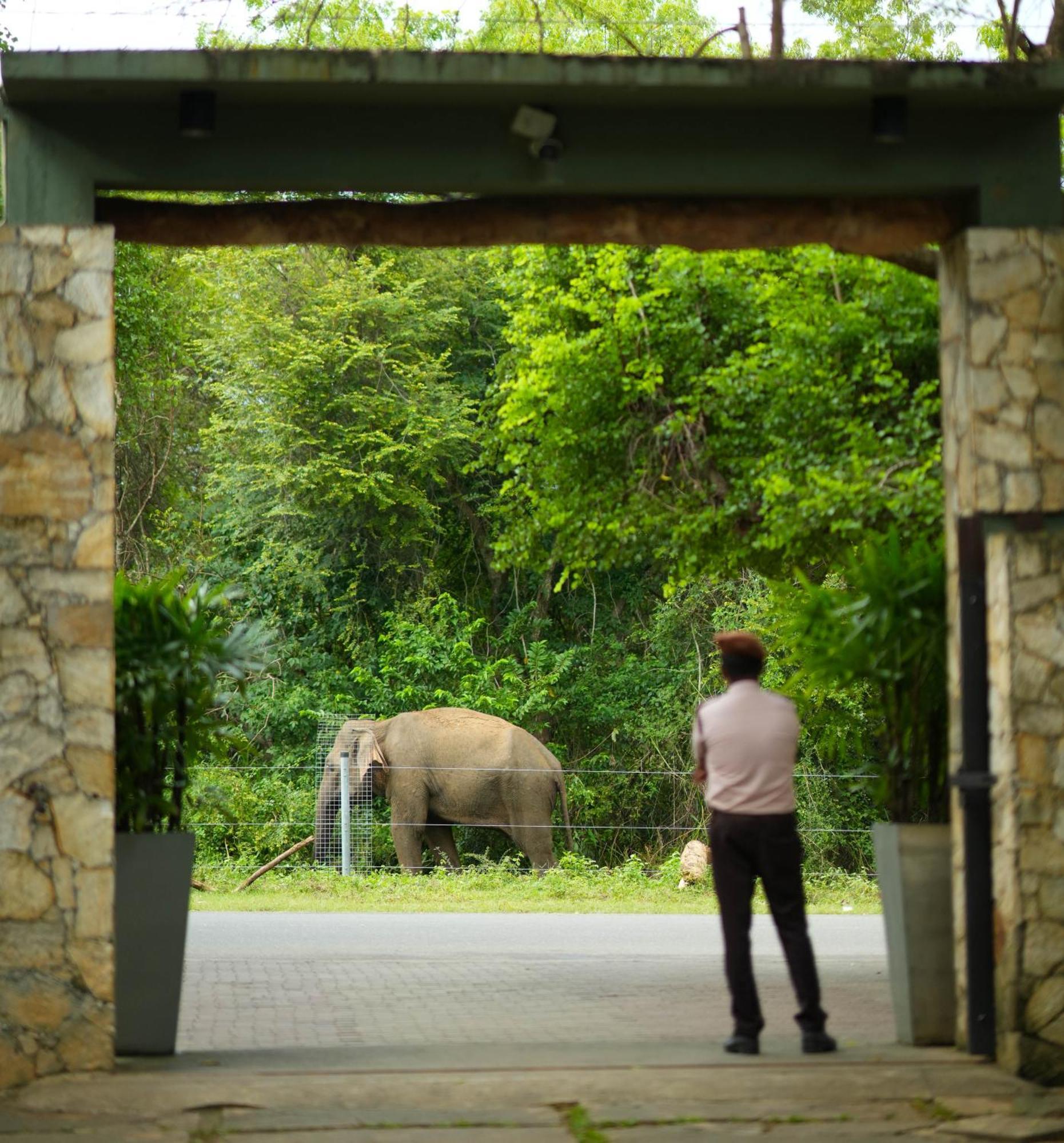 Elephant Trail Удавалаве Экстерьер фото